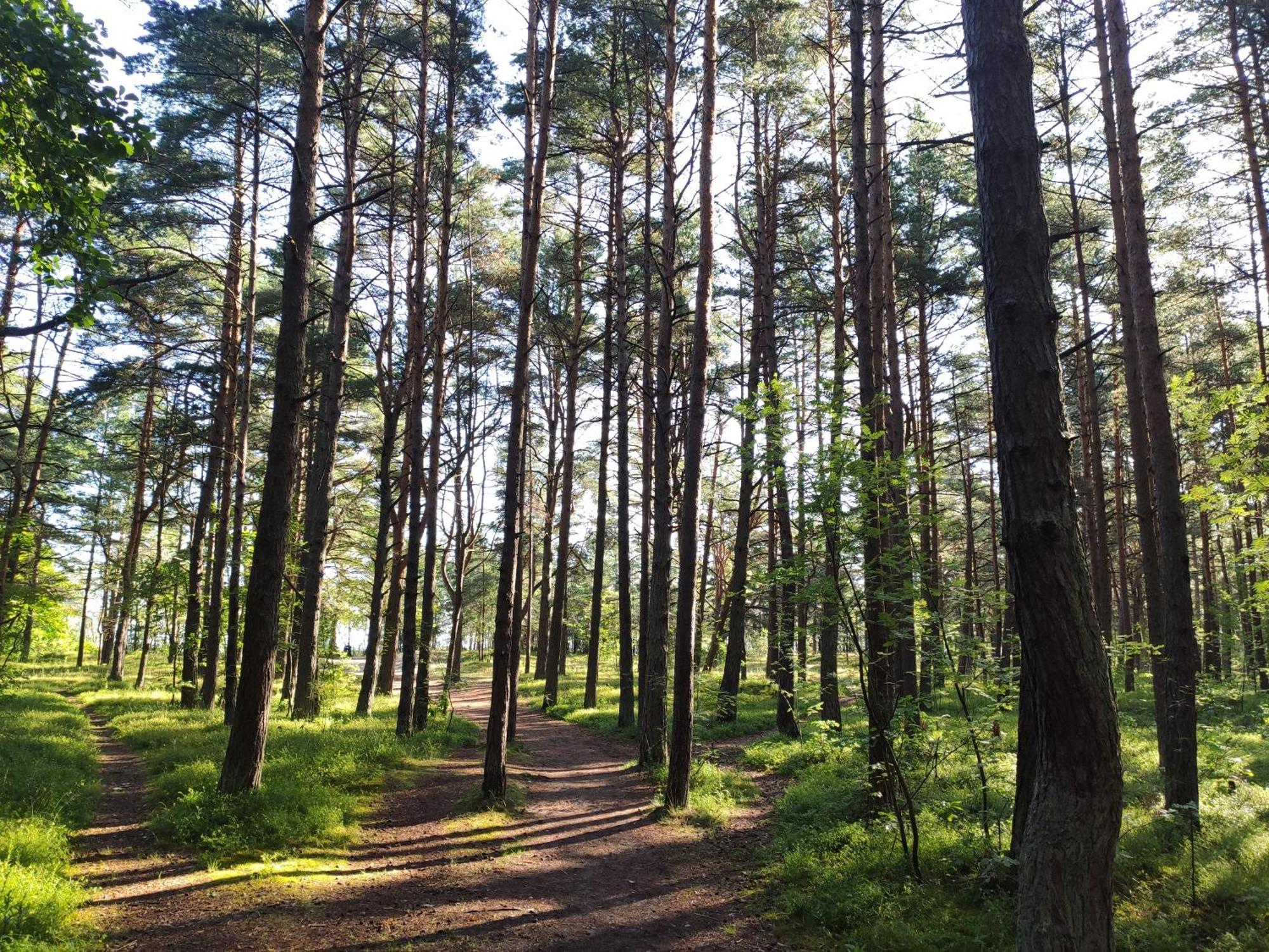 Flip-flops With Free Parking Jurmala